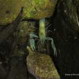 Qui si trova un pozzo in cui Enrico ha scovato dei �gamberi salentini�, chiamati cos� perch� notati per la prima volta nella grotta della Zinzulusa, nel leccese